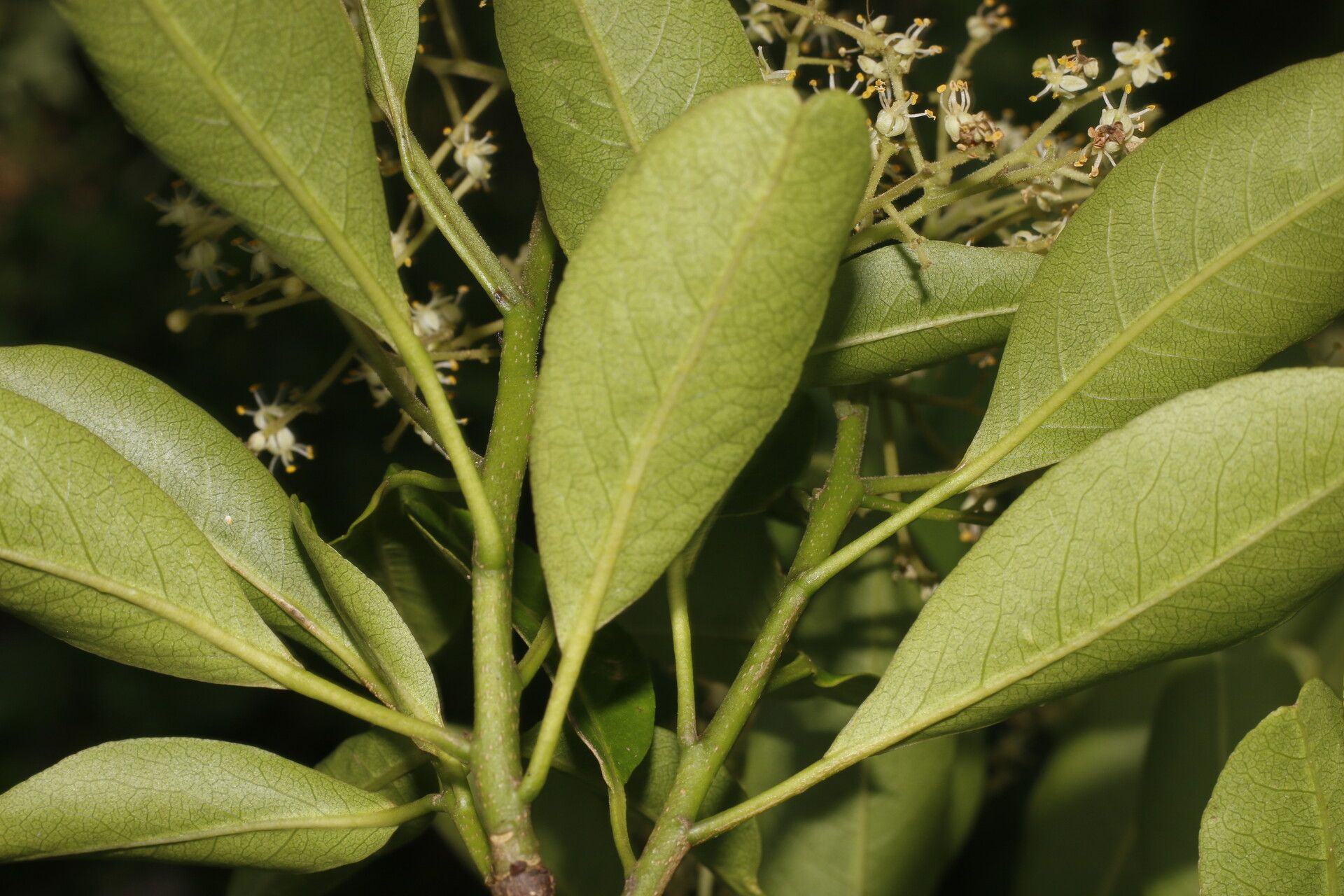Zanthoxylum schreberi