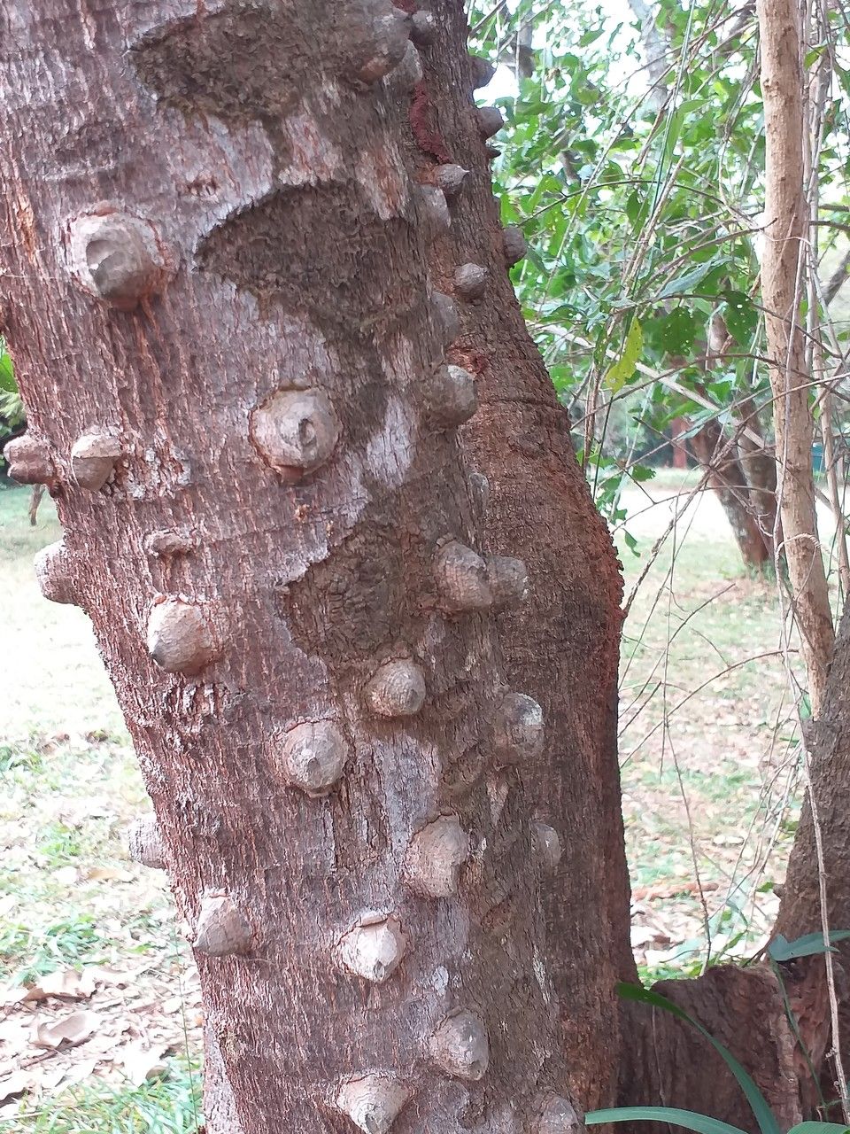 Zanthoxylum usambarense