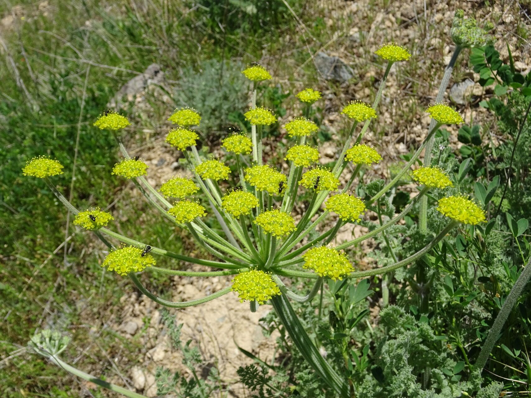 Zosima absinthiifolia